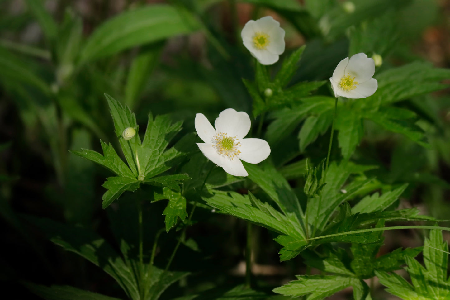 Canada Anemone