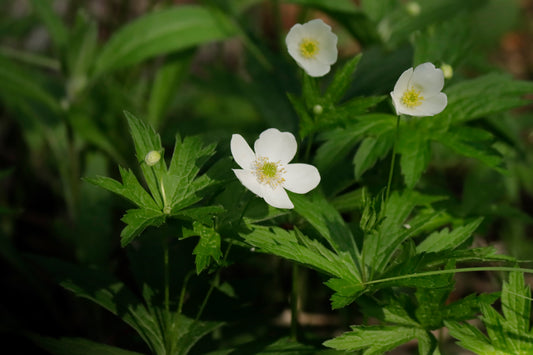 Canada Anemone