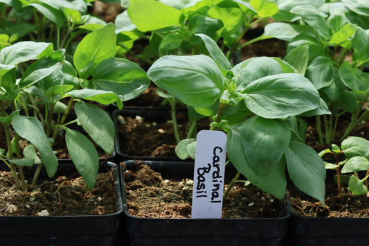 Cardinal basil plants