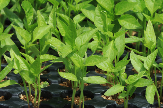 Cayenne pepper plants