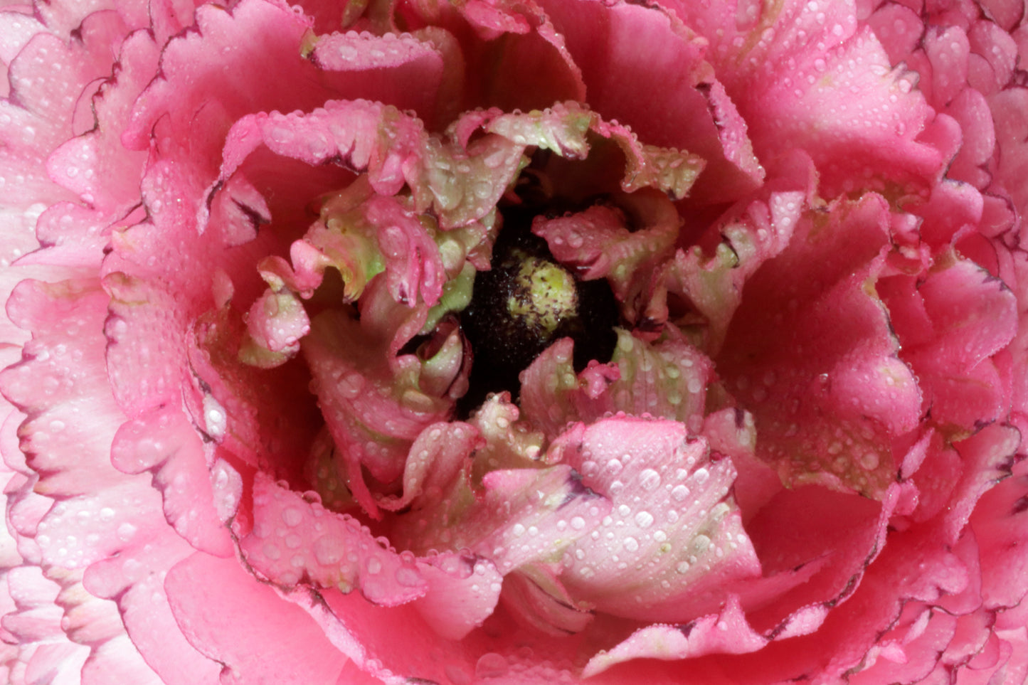 Ranunculus in detail