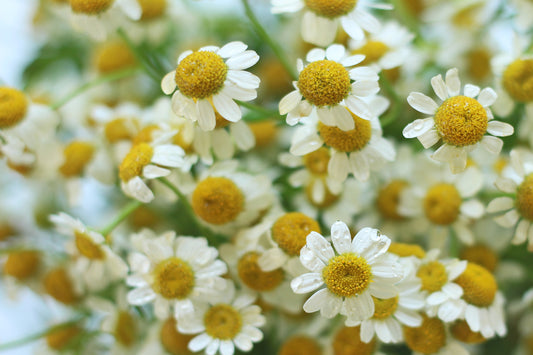 Feverfew