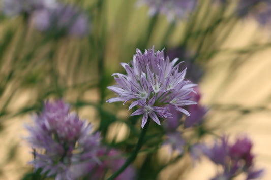 Chive blossoms