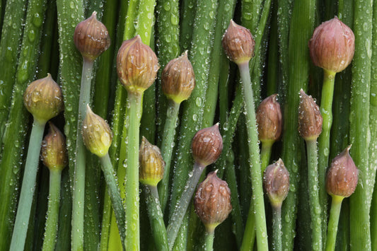 Chives
