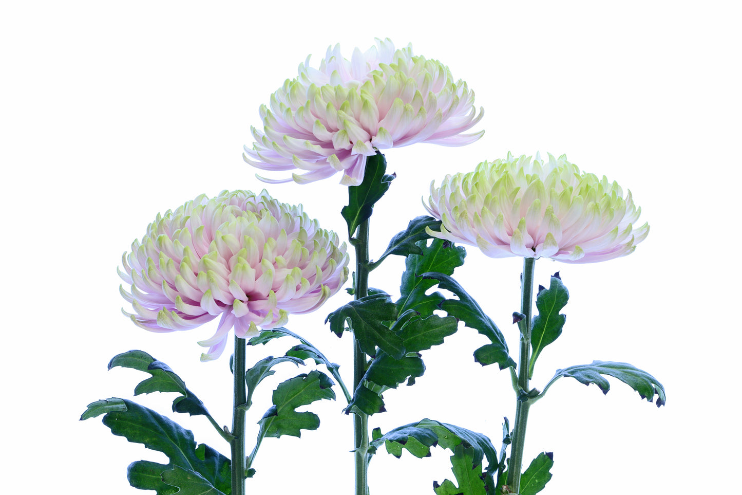 Dreamy chrysanthemums