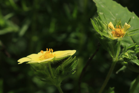 Sulfur Cinquefoil-JUNE 2024