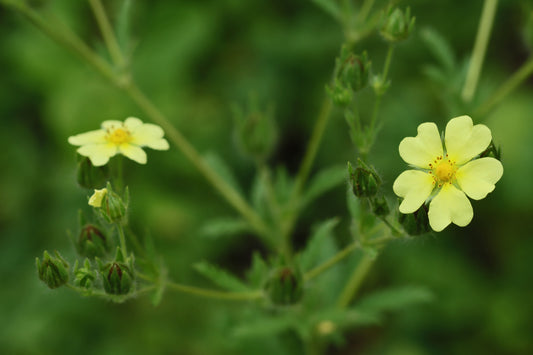 Cinquefoil