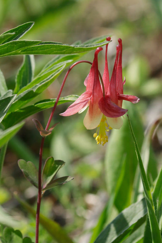Eastern Red Columbine