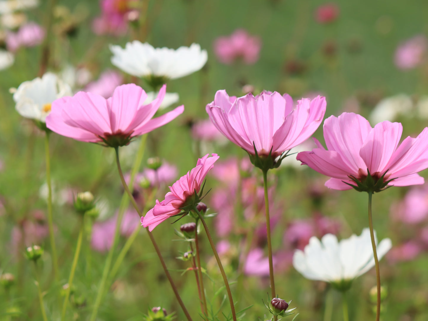Cosmos garden