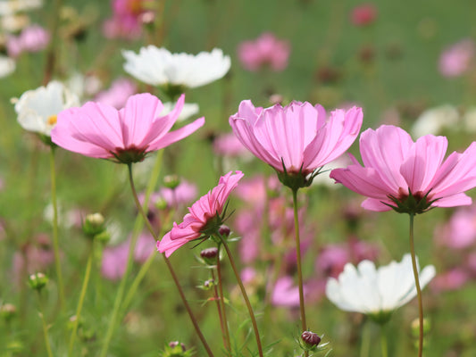 Cosmos garden