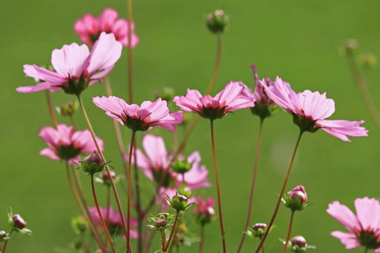 Cosmos
