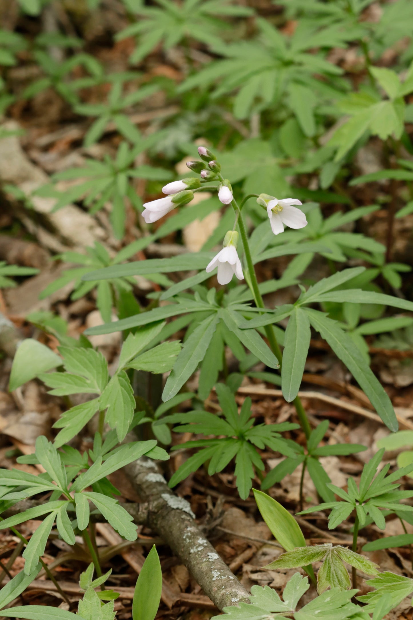 Cutleaf toothswort