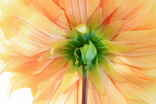 Dahlia understory