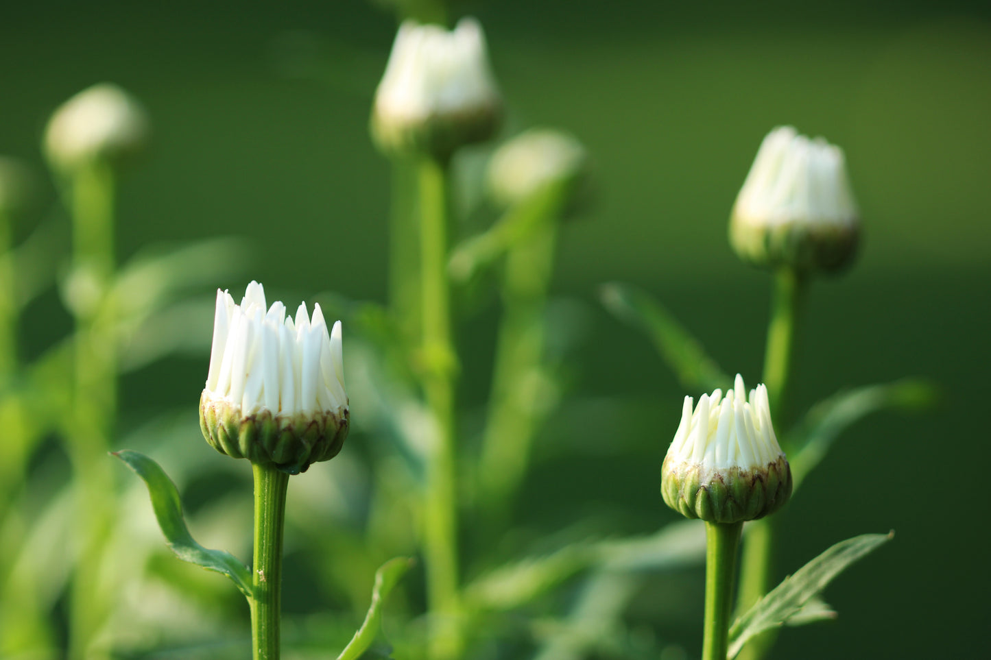 Daisy Buds