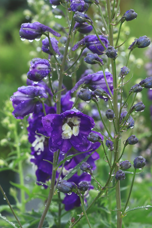 Faded delphinium