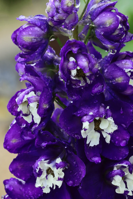 Delphinium