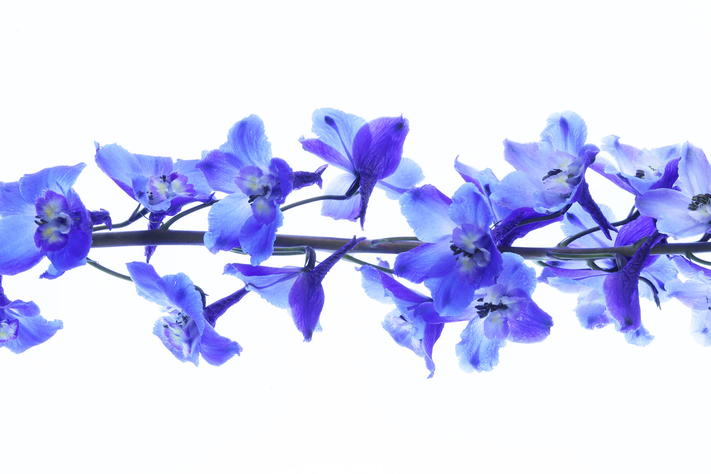 Delphinium