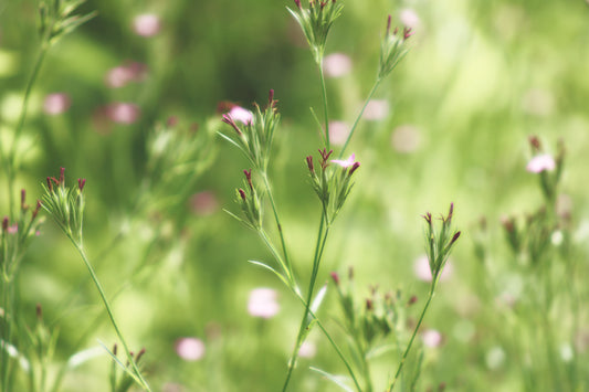 Deptford Pink Dianthus
