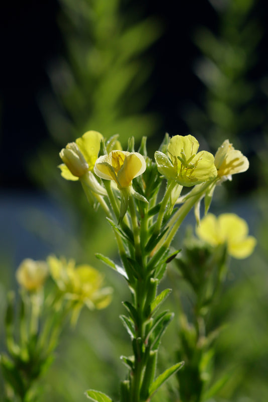 Evening Primrose