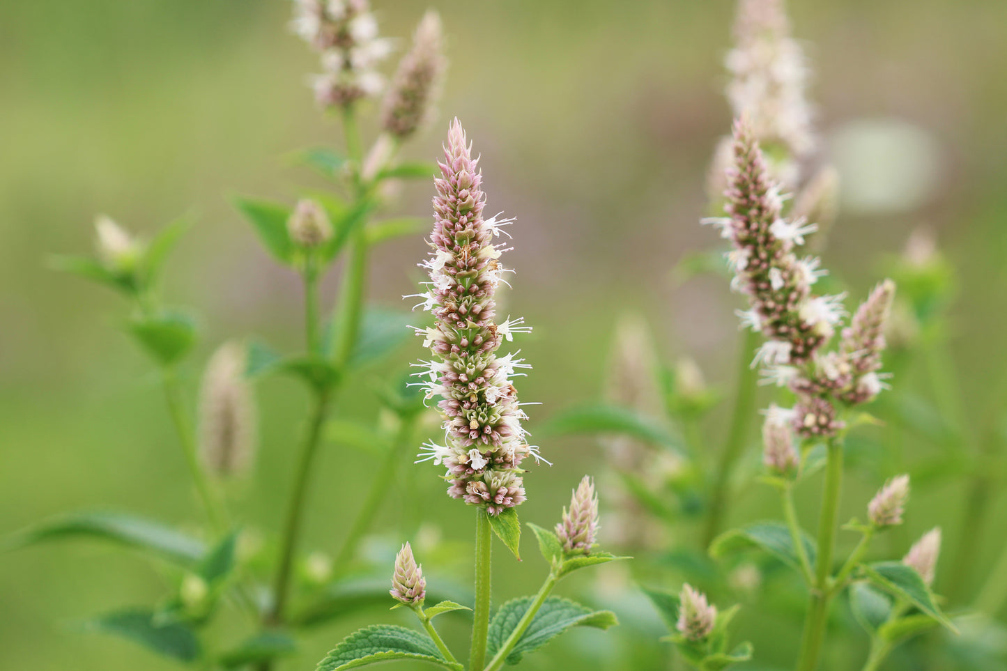 Anise Hyssop