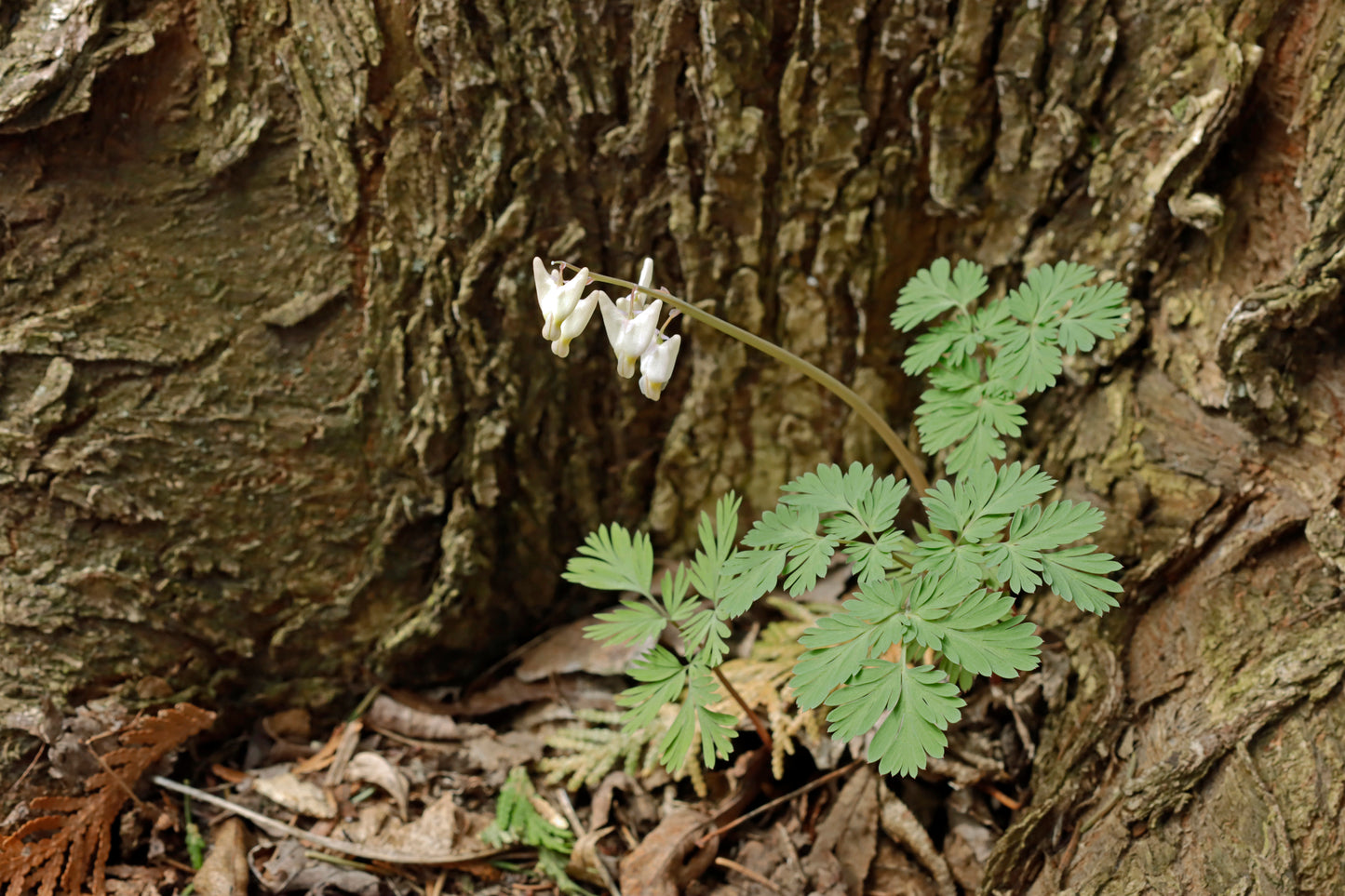 Dutchman's Breeches