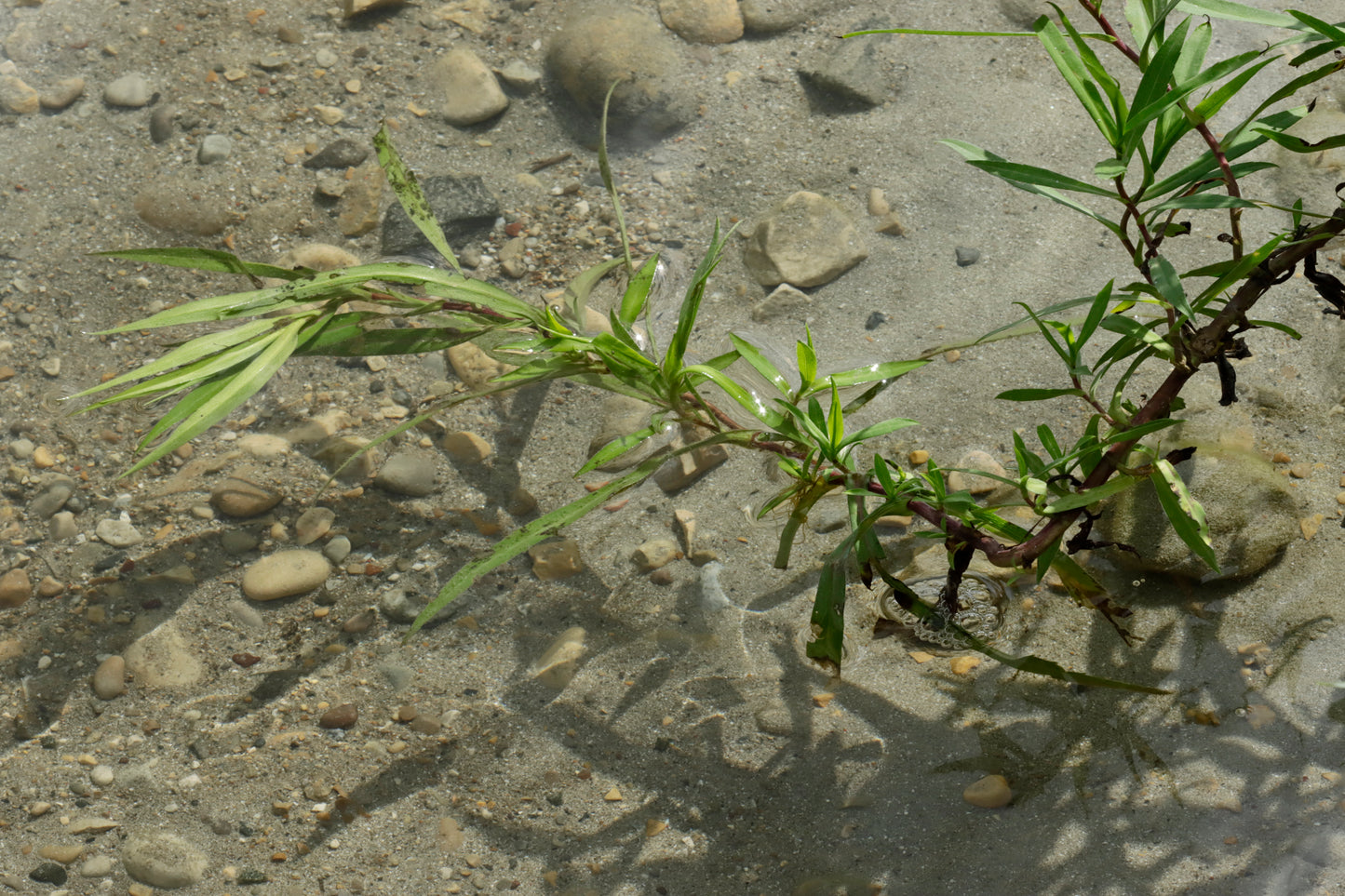 Eastern Annual Salt Marsh Aster