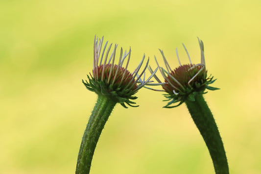 Echinacea beginnings-JUNE 2024