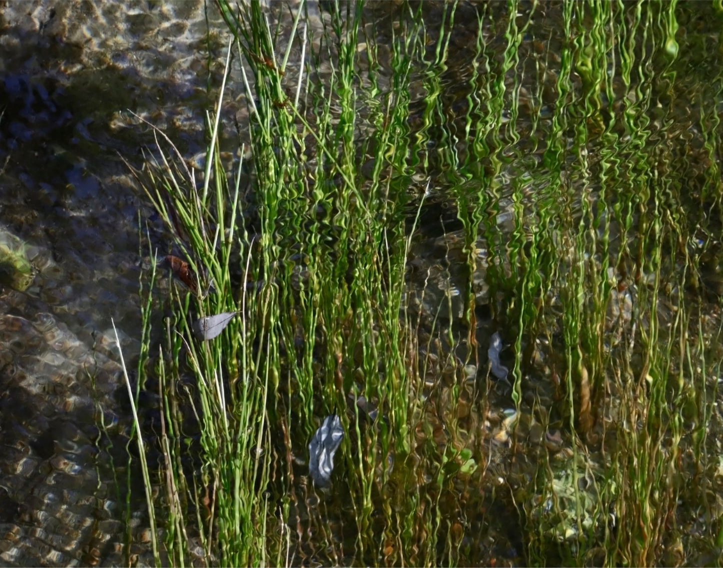 Stream grasses