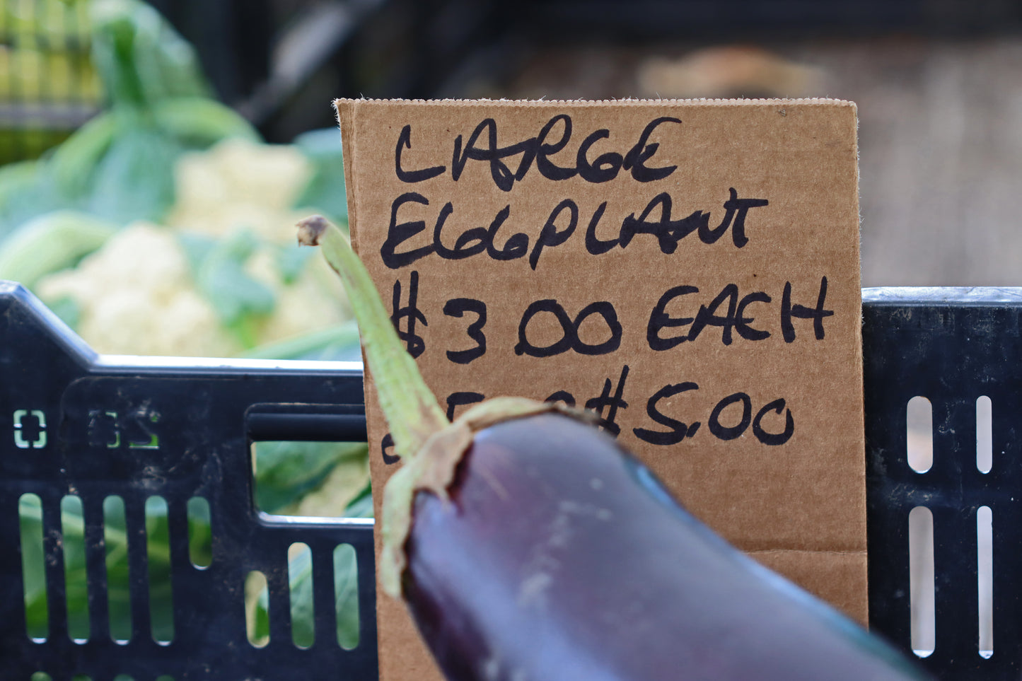 Eggplant for sale