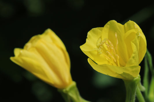 Common evening primrose
