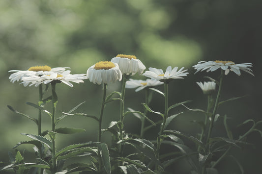 Faded Daisies
