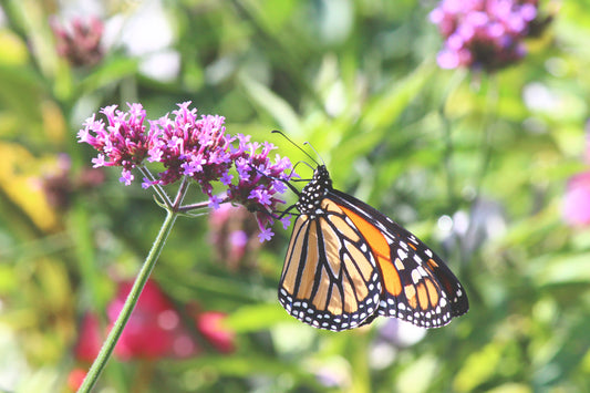 Monarch on Purpletop vervain