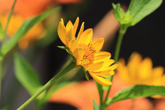 False Sunflower