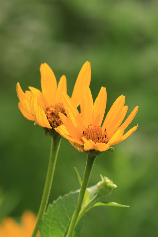 False Sunflower Pair