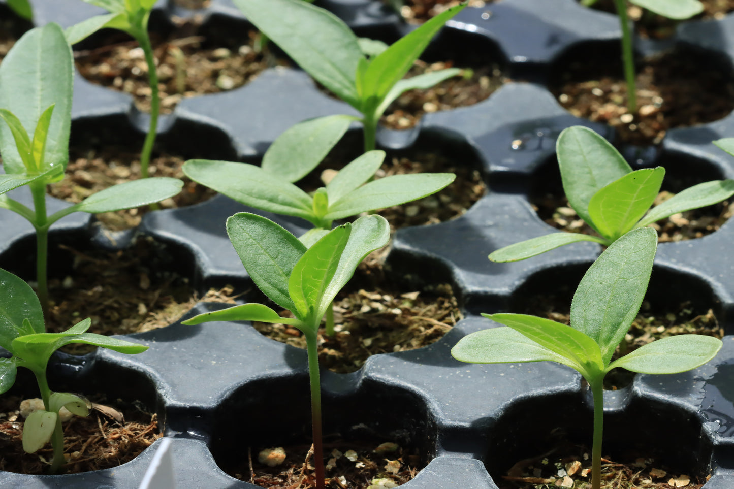 Zinnia seed starting