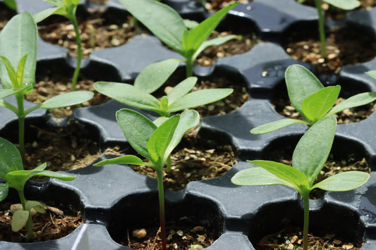 Zinnia seed starting