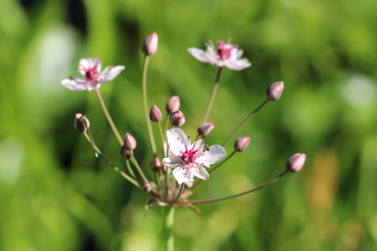Flowering rush