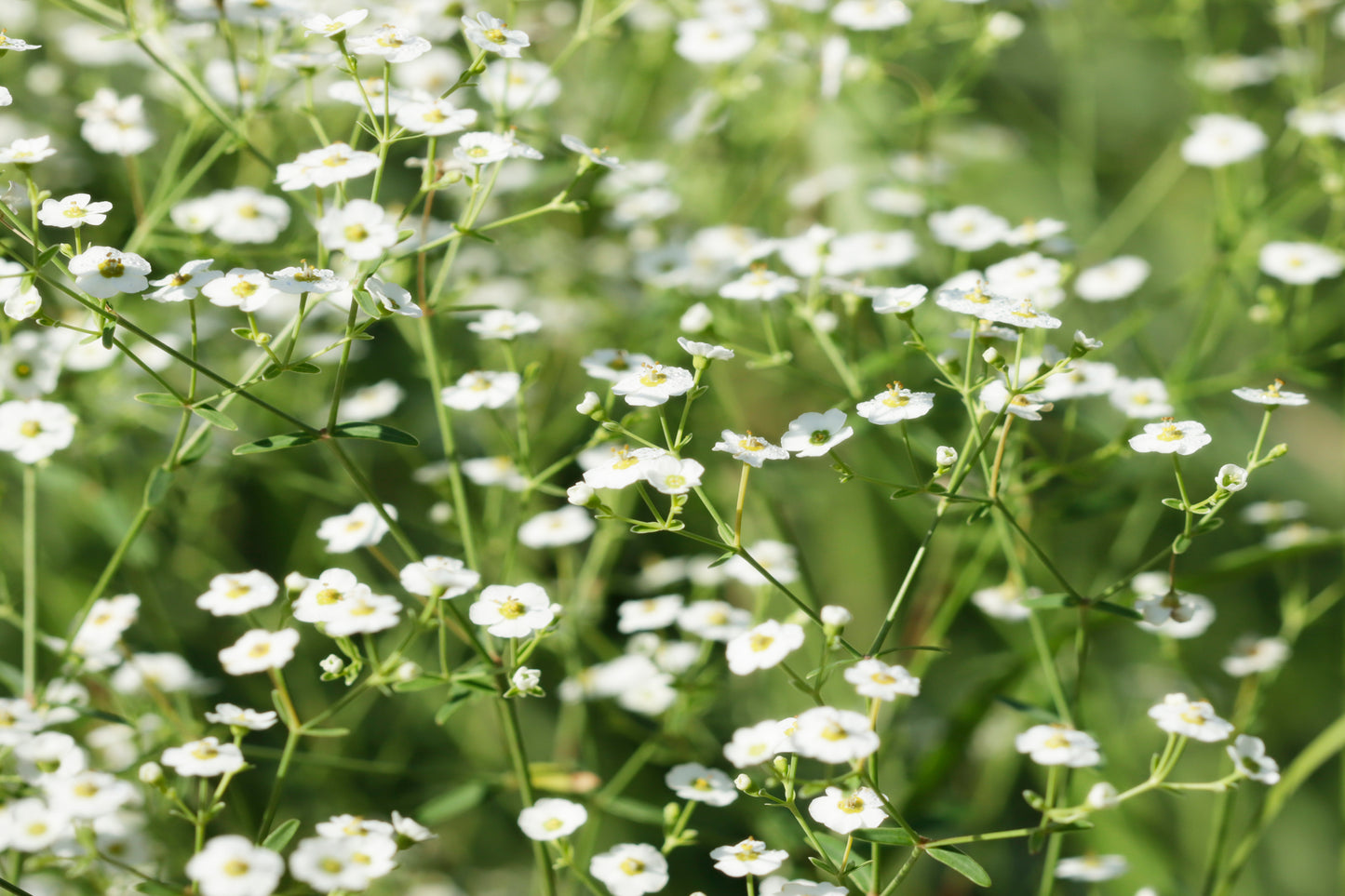 Flowering spurge