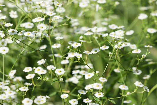Flowering spurge