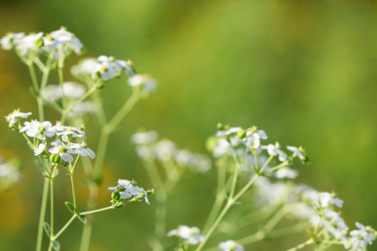Flowering Spurge