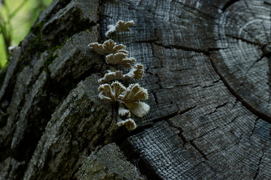 Fringe mushrooms