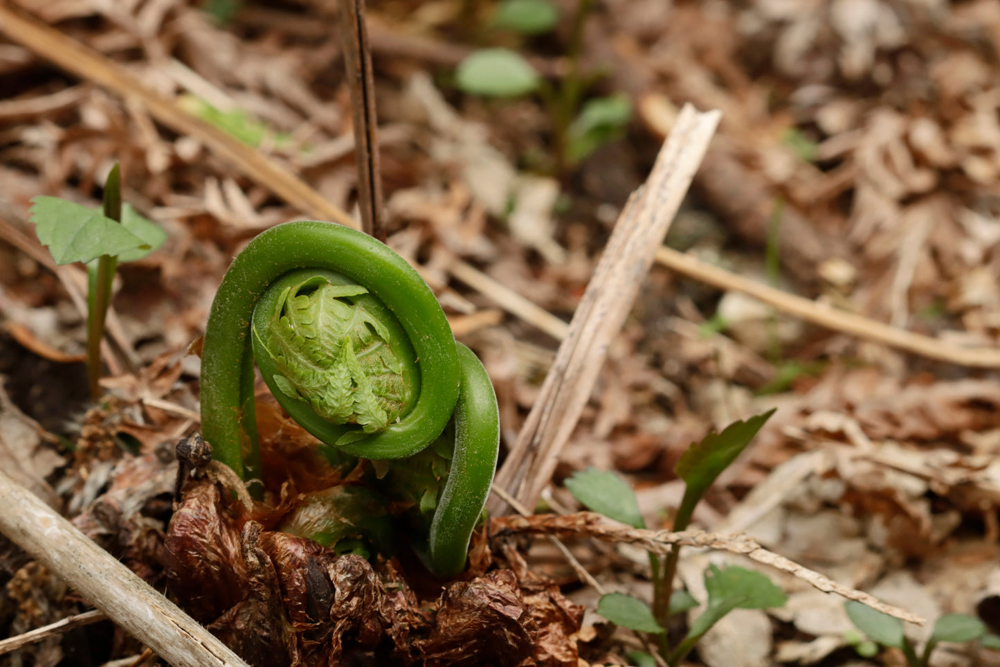 Fern fronds