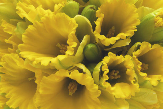 Daffodil bouquet