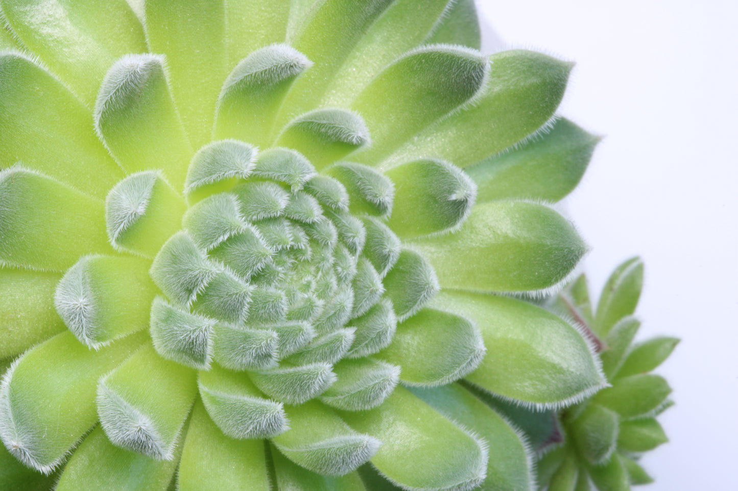 Macro succulent
