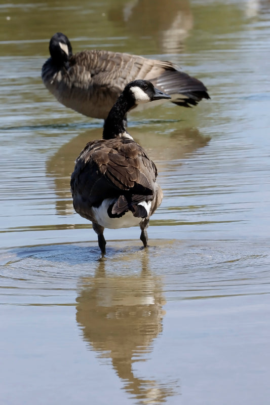 Geese bathing