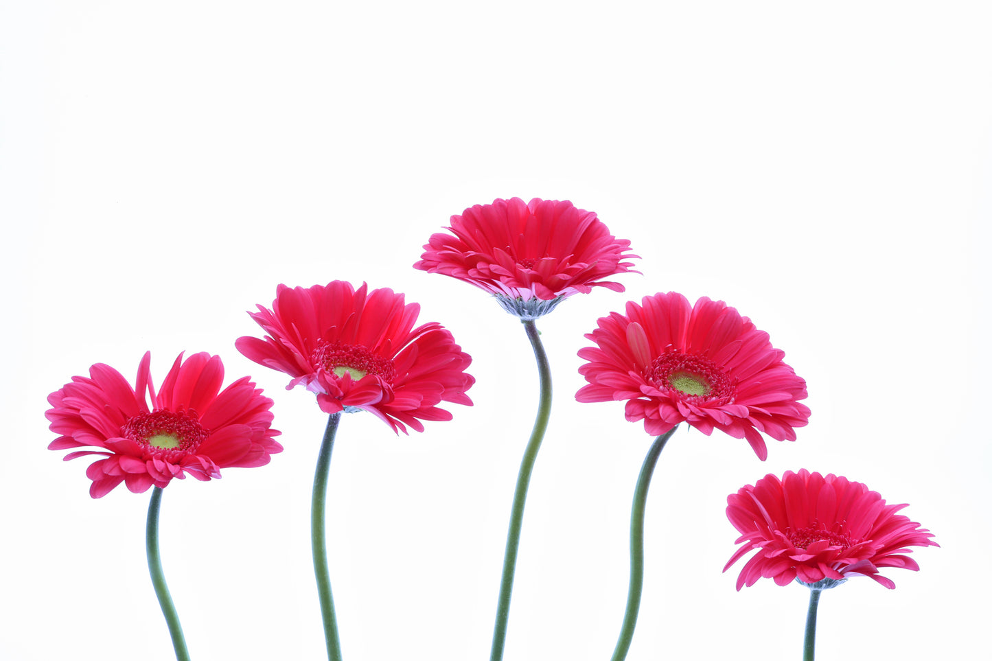 Gerberas