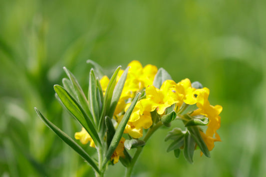 Hoary Puccoon