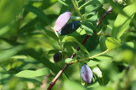 Honeyberry