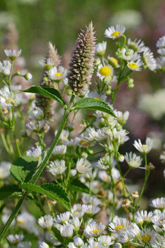 Hyssop and Fleabane