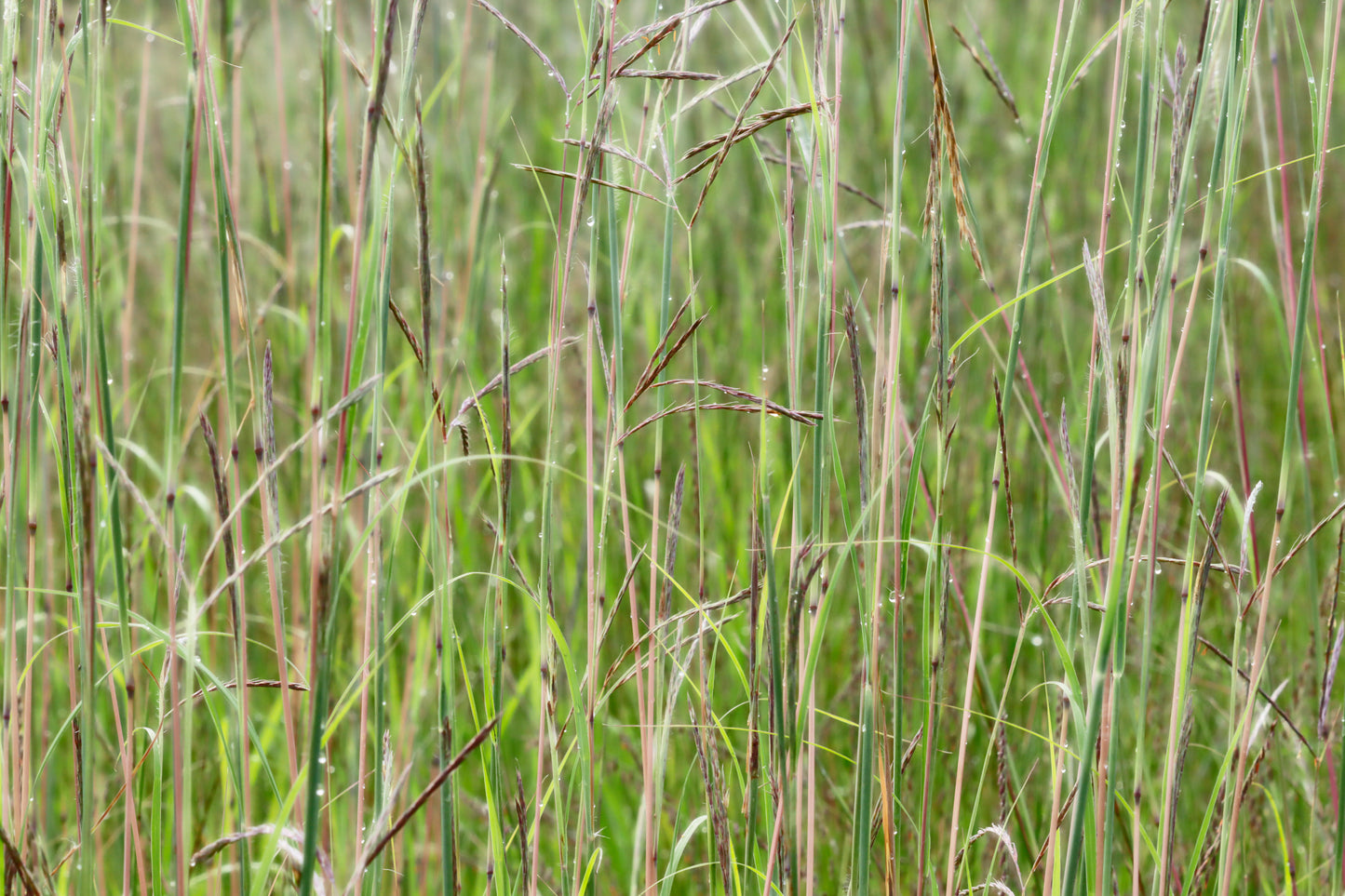 Big Bluestem with morning dew drops